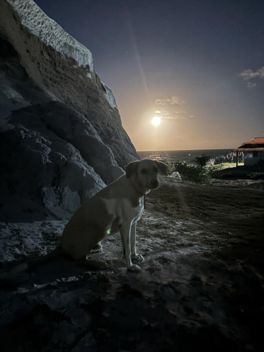 O cachorro da casa olhando a lua cheia ao lado da falésia